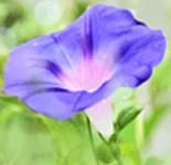 走过曲折的山路，踏过清凉的小溪