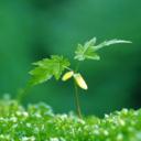 想要择一城而居，不问世事