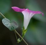 如花美眷许是似水流年吧