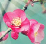 像野草一样，努力留下生命灿烂的印迹